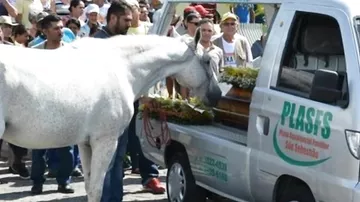 Конь пришел на похороны любимого хозяина, чтобы отдать ему последний долг