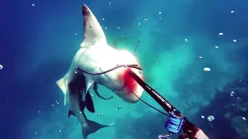 Дайвер снял от первого лица видео кровавого боя с тупорылой акулой