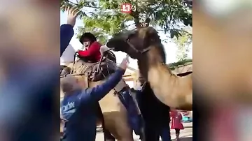 Верблюд укусил ребёнка в сафари-парке Тель-Авива