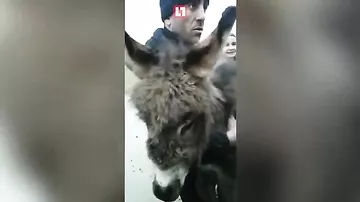 Житель Дагестана пытался отправить своего осла на автобусе в Москву