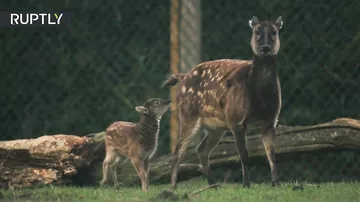 Детёныша вымирающего вида оленей показали в зоопарке Великобритании