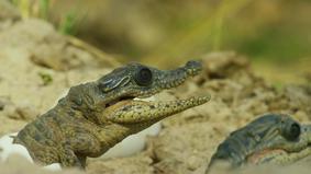 BBC выложила видео с крокодилами-роботами, которых мать приняла за своих детей