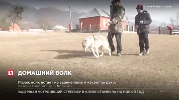 Житель Чечни приручил дикого волка
