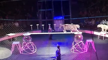 Белые тигры покусали сотрудника цирка в Волгограде