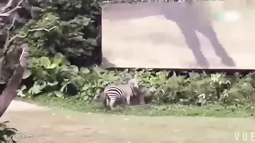 Разъяренная зебра атаковала сотрудника зоопарка