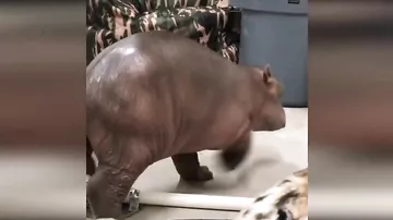 Недоношенный детеныш бегемота из американского зоопарка умилил соцсети