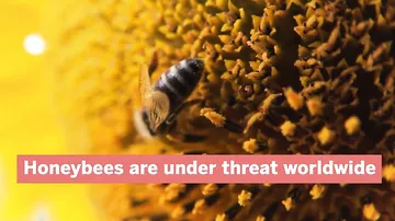 Японские учёные представили беспилотник-пчелу
