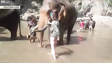 Слон атаковал туристку в Таиланде