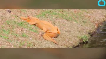 В Южной Каролине обнаружили оранжевого аллигатора