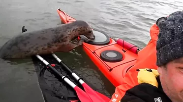 Шотландские каякеры сняли на видео очень дружелюбного тюленя