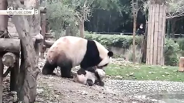 Пользователей Сети умилила мама-панда, которая пытается искупать малыша