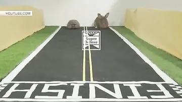 Черепаха за час обогнала зайца на соревнованиях