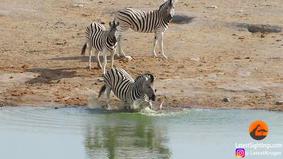 Самец зебры отбил жеребёнка у матери, чтобы утопить его в озере