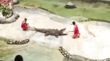 5 нападений крокодилов на человека снятых на камеру