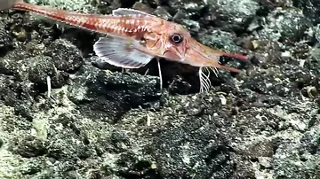 Самые невероятные формы жизни, найденные на дне Тихого океана