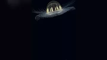 На дне океана нашли таинственную медузу
