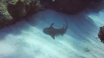 Акула попросила дайвера вытащить из нее нож