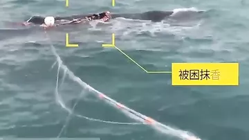 Водолазы спасли запутавшегося в рыболовных сетях кита