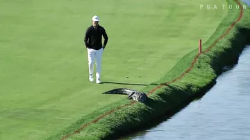 Американский гольфист столкнул аллигатора с поля в водоем во время турнира