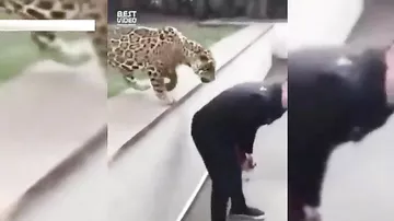 Тигр и леопард подрались за внимание смотрителя