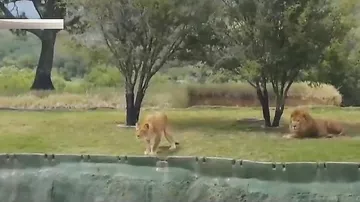 Львица прыгнула на джип с туристами в сафари-парке