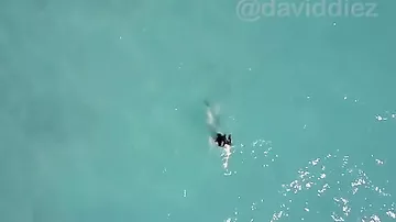 Акула попыталась напасть на ныряльщицу