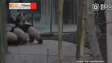Pandalar onları yemləyən işçi ilə belə oynadılar