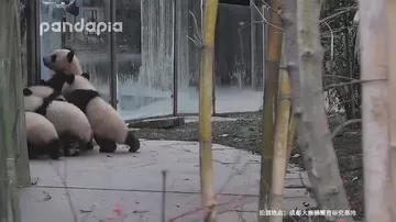 Панды разули смотрителя зоопарка в Китае