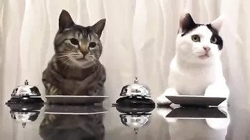 Коты научили людей давать им еду по звонку