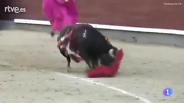 500-килограммовый бык изуродовал тореадора во время корриды в Мадриде