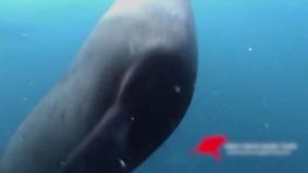 Акула съела тюленя на глазах у изумленных туристов