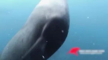 Акула съела тюленя на глазах у изумленных туристов