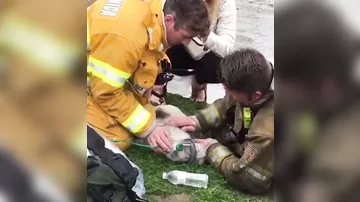 Американские пожарные спасли собаку с помощью кислородной маски
