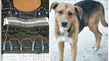 В Нигерии собака спасла свадьбу, прыгнув на террориста-смертника