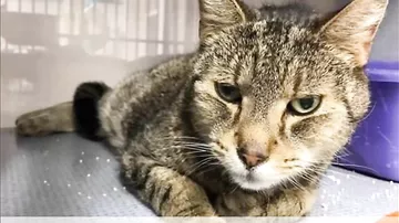 Женщина, потерявшая кота, случайно нашла его в интернете
