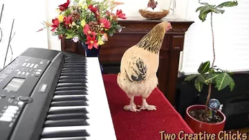 Курица сыграла на пианино ко-ко-композицию Пуччини