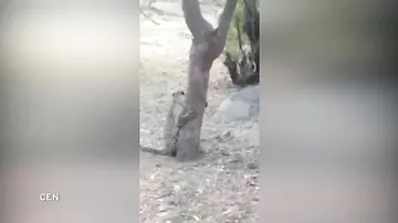 В Индии леопард напал на смотрителя парка