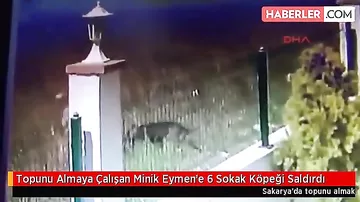 В Турции собаки растерзали мальчика