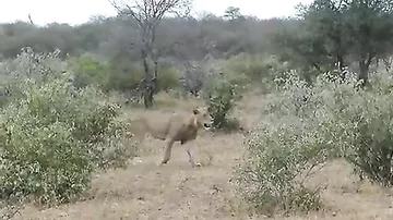Стадо буйволов отбило сородича от напавших на него львов