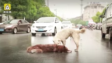 Собака попыталась оживить друга, погибшего в автокатастрофе