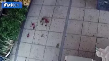 Хозяин овощной лавки в Турции отбился от вооружённого преступника помидорами