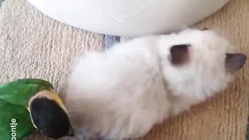 Игра котенка с попугаем покорила интернет