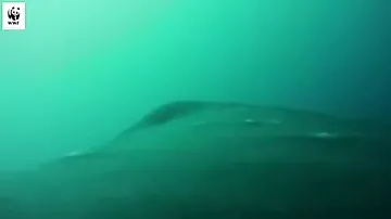 Захватывающие кадры показывают, как видят мир киты