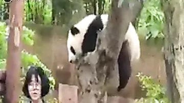 Разозлившийся детёныш панды напал на туристку