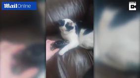 Видео с котом, не дававшим пульт хозяину, покорило пользователей Сети