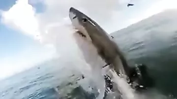 Сёрфингист, рискуя жизнью, снял пасть прыгающей акулы