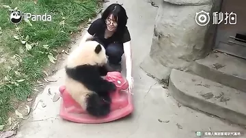 Малышка-панда из китайского заповедника в восторге от новой игрушки-качалки