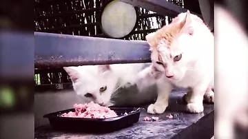 Видео с котом-жадиной, который не дает поесть собрату, насмешило Сеть