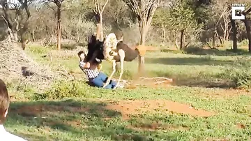 Видео со страусом, запинавшим мужчину, набирает просмотры в Сети