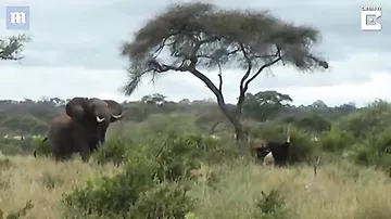 Видео со слоном, вмешавшимся в драку двух страусов, набирает просмотры в Сети